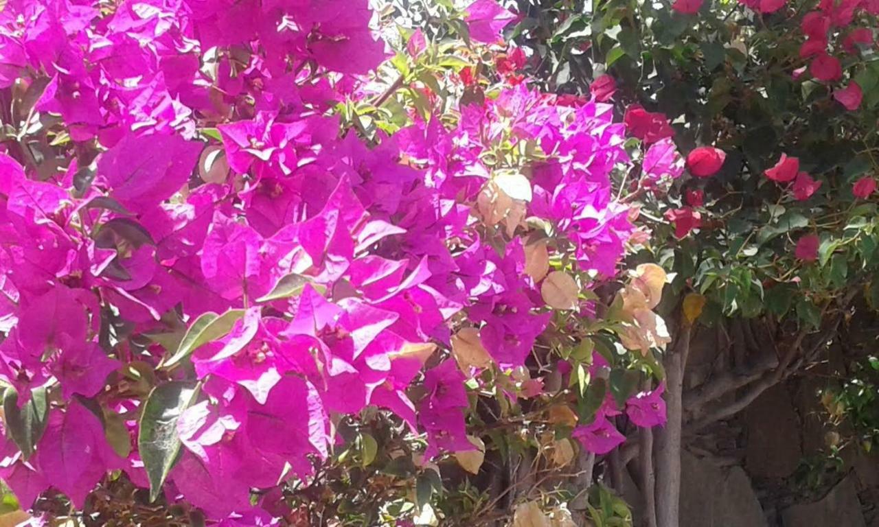 Bungalow Main Street Playa Del Ingles Εξωτερικό φωτογραφία